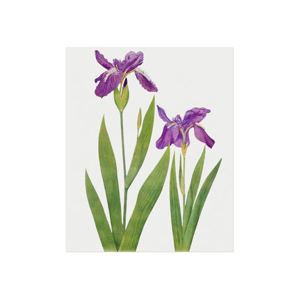 Iris Tectorum & Iris Loptopetala: Botanical Elegance from The Genus Iris Matte Fine Art Posters