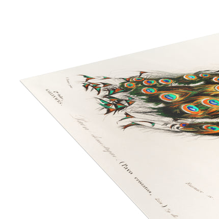 Indian Peafowl by Charles Dessalines D'Orbigny Postcards (envelopes included) - Bundles of 10, 30, 50 Pieces