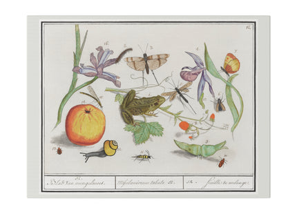 Natural History Ensemble, No. 12 by Anselmus Boëtius de Boodt Matte Canvas, Stretched, 0.75"
