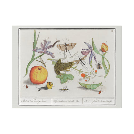 Natural History Ensemble No. 12 – Late Renaissance Illustration by Anselmus Boëtius de Boodt