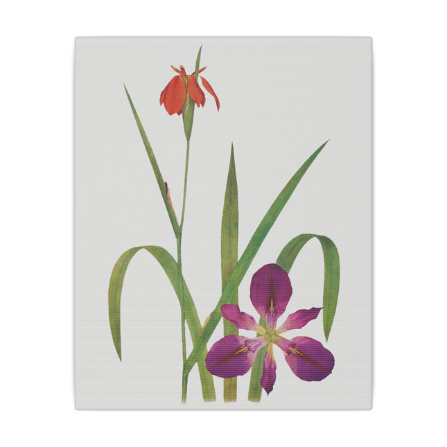 Elegant Botanical Irises – William Dykes’ The Genus Iris