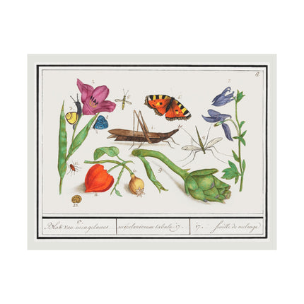 Natural History Ensemble, No. 17 by Anselmus Boëtius de Boodt Matte Horizontal Posters