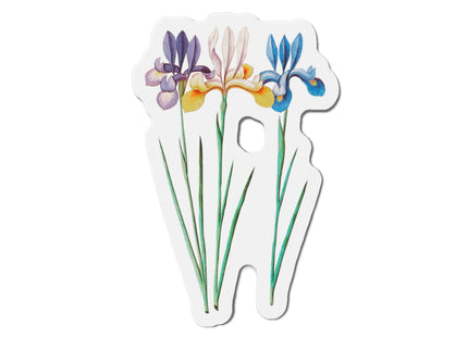Iris, Iris sibirica by Anselmus Boëtius de Boodt Die-Cut Magnets (5 Sizes)