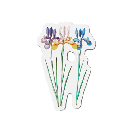 Iris, Iris sibirica by Anselmus Boëtius de Boodt Die-Cut Magnets (5 Sizes)