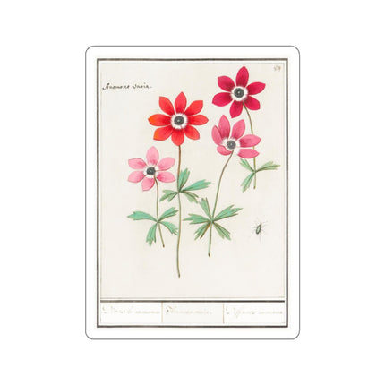 Anemoon, Anemone by Anselmus Boëtius de Boodt Kiss-Cut Stickers (4 Sizes)