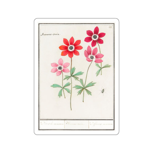 Anemoon, Anemone by Anselmus Boëtius de Boodt Kiss-Cut Stickers (4 Sizes)