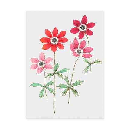 Anemoon, Anemone by Anselmus Boëtius de Boodt Postcards (envelopes included) - Bundles of 10, 30, 50 Pieces