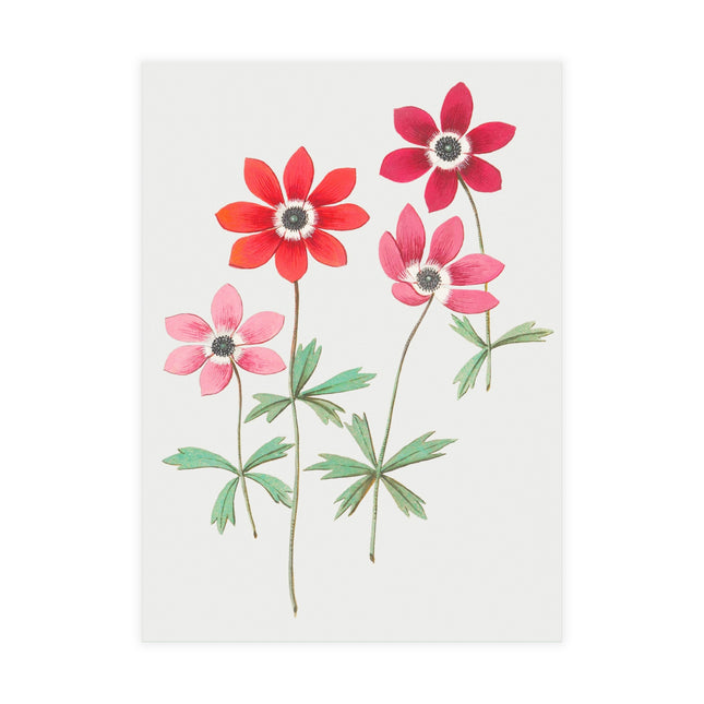 Anemoon, Anemone by Anselmus Boëtius de Boodt Postcards (envelopes included) - Bundles of 10, 30, 50 Pieces