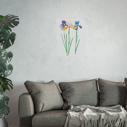 Iris, Iris Sibirica by Anselmus Boëtius de Boodt Fine Art Posters