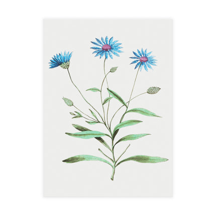 Blue Straw Flower, Catananche Caerulea by Anselmus Boëtius de Boodt Postcards (envelopes included) - Bundles of 10, 30, 50 Pieces
