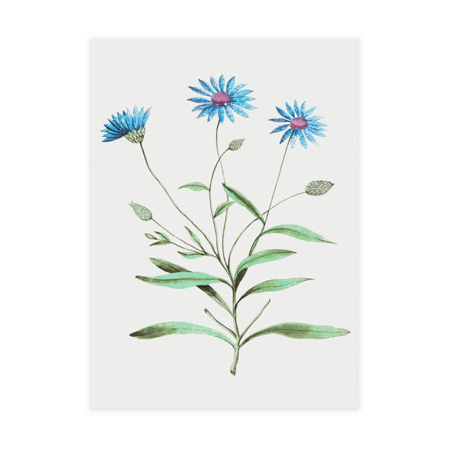 Blue Straw Flower, Catananche Caerulea by Anselmus Boëtius de Boodt Postcards (envelopes included) - Bundles of 10, 30, 50 Pieces