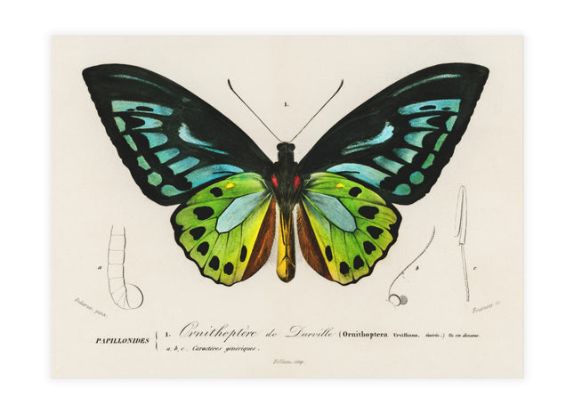 Green Birdwing by Charles Dessalines D' Orbigny Postcards (envelopes included) - Bundles of 10, 30, 50 Pieces