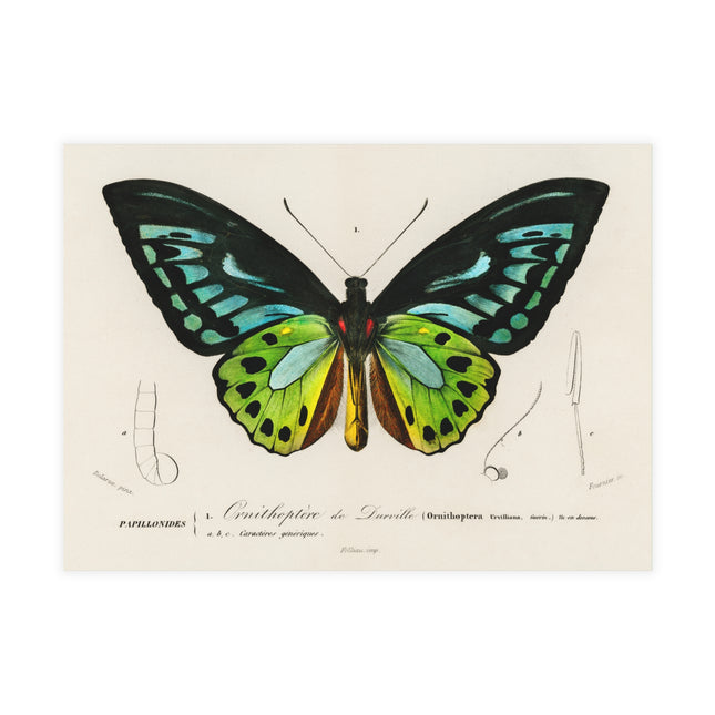 Green Birdwing by Charles Dessalines D' Orbigny Postcards (envelopes included) - Bundles of 10, 30, 50 Pieces