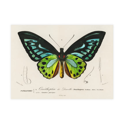 Green Birdwing by Charles Dessalines D' Orbigny Postcards (envelopes included) - Bundles of 10, 30, 50 Pieces