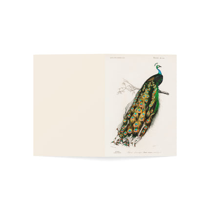 Indian Peafowl by Charles Dessalines D' Orbigny Greeting Cards (1, 10, 30, and 50pcs)