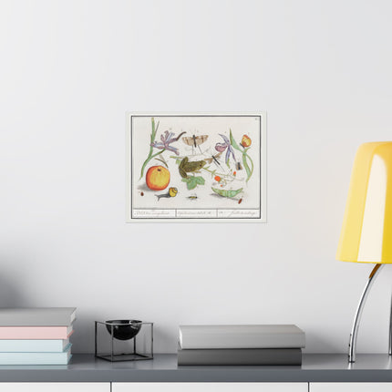 Natural History Ensemble, No. 12 by Anselmus Boëtius de Boodt Matte Horizontal Posters