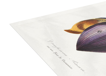 Treecreeper by Paul Gervais Postcards (envelopes included) - Bundles of 10, 30, 50 Pieces