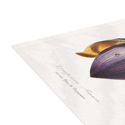Treecreeper by Paul Gervais Postcards (envelopes included) - Bundles of 10, 30, 50 Pieces