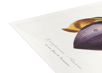 Treecreeper by Paul Gervais Postcards (envelopes included) - Bundles of 10, 30, 50 Pieces