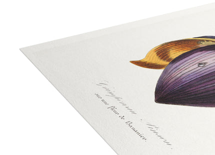 Treecreeper by Paul Gervais Postcards (envelopes included) - Bundles of 10, 30, 50 Pieces