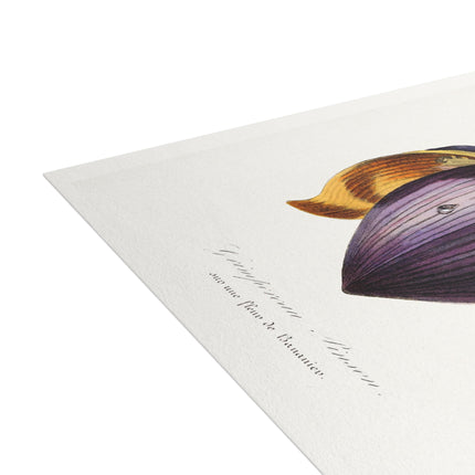 Treecreeper by Paul Gervais Postcards (envelopes included) - Bundles of 10, 30, 50 Pieces