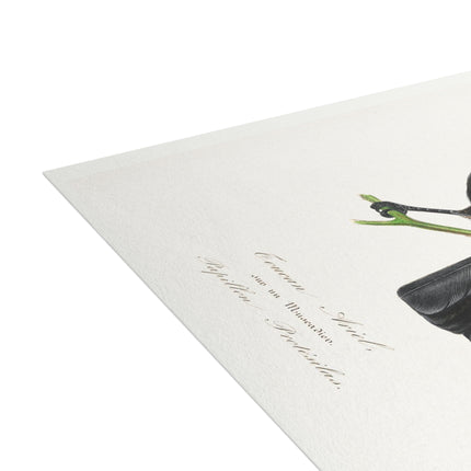 Channel Billed Toucan by Paul Gervais Postcards (envelopes included) - Bundles of 10, 30, 50 Pieces
