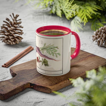 Carrot, Daucus Carota and Red currant, Ribes rubrum by Anselmus Boëtius de Boodt Colorful Mugs, 11oz