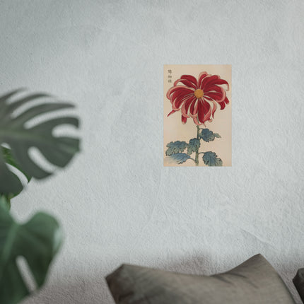 Chrysanthemum Elegance Fine Art Posters