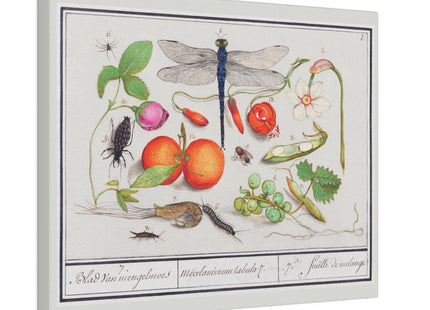 Natural History Ensemble, No. 7 by Anselmus Boëtius de Boodt Matte Matte Canvas, Stretched, 0.75"