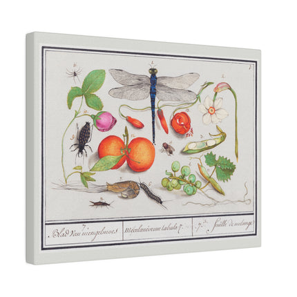 Natural History Ensemble No. 7 – Late Renaissance Illustration by Anselmus Boëtius de Boodt