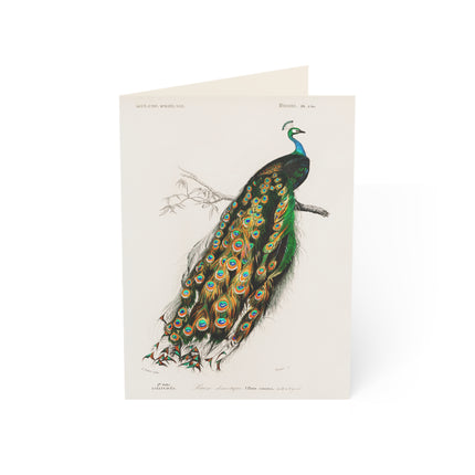 Indian Peafowl by Charles Dessalines D' Orbigny Greeting Cards (1, 10, 30, and 50pcs)