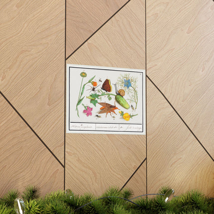 Natural History Ensemble, no. 3 by Anselmus Boëtius de Boodt Matte Horizontal Posters