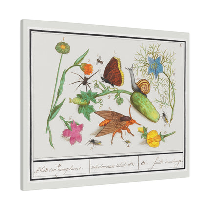 Natural History Ensemble No. 3 – Late Renaissance Illustration by Anselmus Boëtius de Boodt