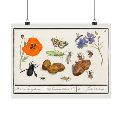 Natural History Ensemble, No. 11 by Anselmus Boëtius de Boodt Matte Horizontal Posters