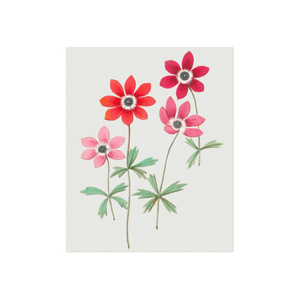 Anemoon, Anemone by Anselmus Boëtius de Boodt Fine Art Posters