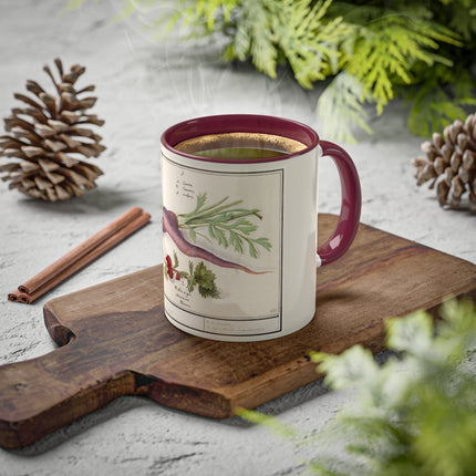 Carrot, Daucus Carota and Red currant, Ribes rubrum by Anselmus Boëtius de Boodt Colorful Mugs, 11oz