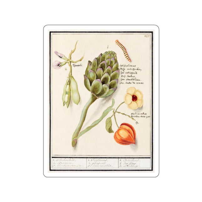 Artichoke, Cynara scolymus, broad beans, Vicia faba and lampion plant, Physalis by Anselmus Boëtius de Boodt Kiss-Cut Stickers (4 Sizes)
