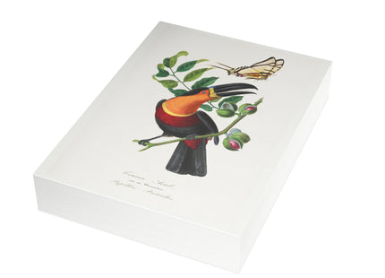 Channel Billed Toucan by Paul Gervais Postcards (envelopes included) - Bundles of 10, 30, 50 Pieces