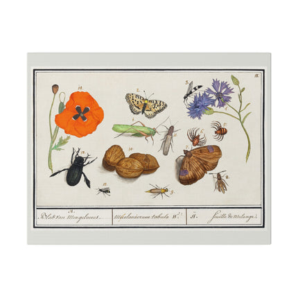 Natural History Ensemble No. 11 – Late Renaissance Illustration by Anselmus Boëtius de Boodt