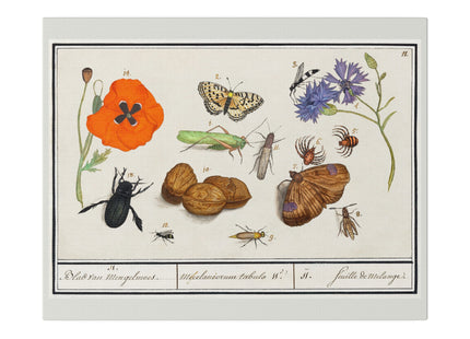 Natural History Ensemble, No. 17 by Anselmus Boëtius de Boodt Matte Canvas, Stretched, 0.75"