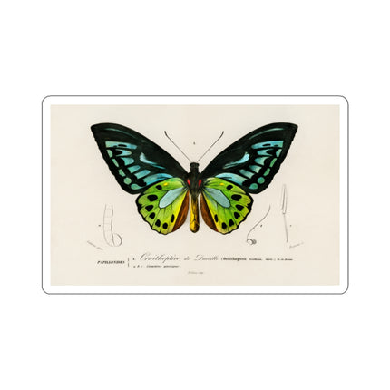 Green Birdwing by Charles Dessalines D' Orbigny Kiss-Cut Stickers (4 Sizes)