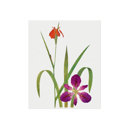 Iris Fulva & Iris Fulvala: Botanical Elegance from The Genus Iris Fine Art Posters