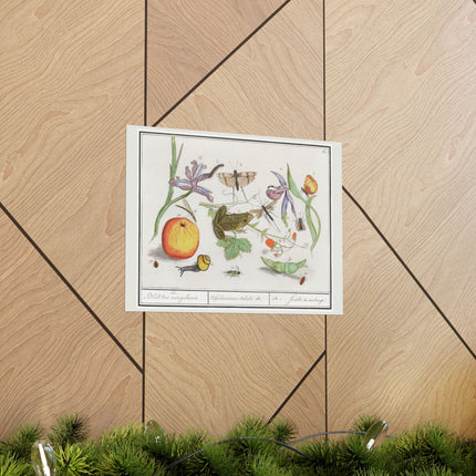 Natural History Ensemble, No. 12 by Anselmus Boëtius de Boodt Matte Horizontal Posters