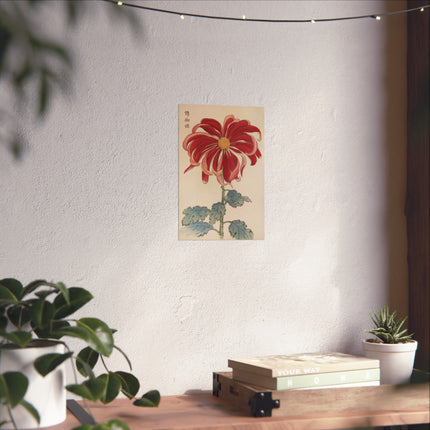 Chrysanthemum Elegance Fine Art Posters