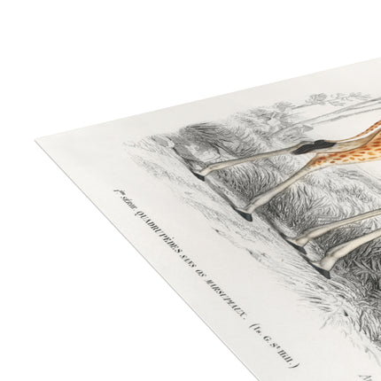 Giraffe by Charles Dessalines D'Orbigny Postcards (envelopes included) - Bundles of 10, 30, 50 Pieces