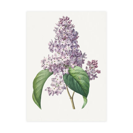 Lilac by Pierre-Joseph Redouté Postcards (envelopes included) - Bundles of 10, 30, 50 Pieces