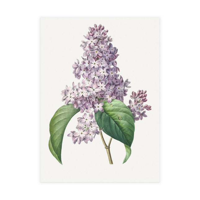Lilac by Pierre-Joseph Redouté Postcards (envelopes included) - Bundles of 10, 30, 50 Pieces