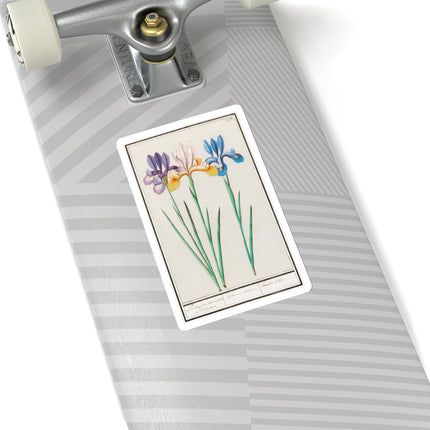 Iris, Iris sibirica by Anselmus Boëtius de Boodt Kiss-Cut Stickers (4 Sizes)