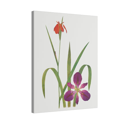 Elegant Botanical Irises – William Dykes’ The Genus Iris