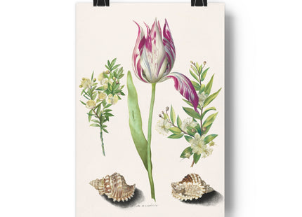 Tulip, Branches of Myrtle, and Shells Giclée Art Print